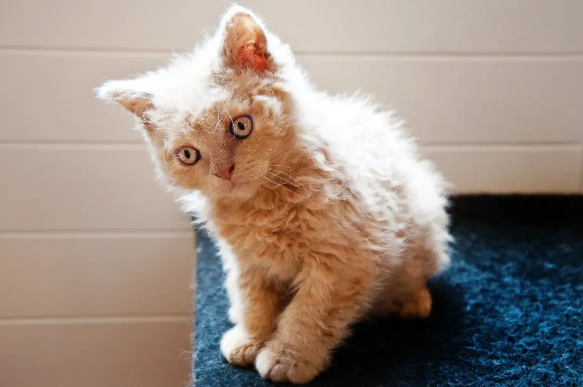 Un adorabile gatto riccio color crema, con occhi curiosi, seduto su una superficie blu.