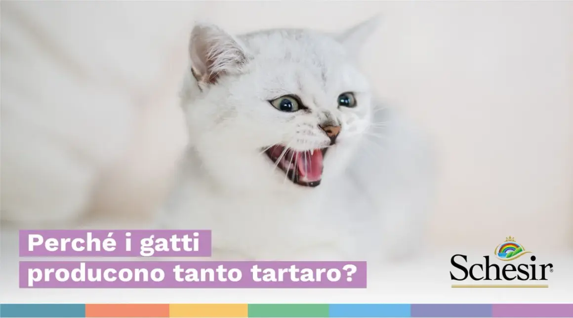 Gatto bianco con bocca aperta mostra i suoi denti. Il testo chiede perché i gatti producono tanto tartaro.
