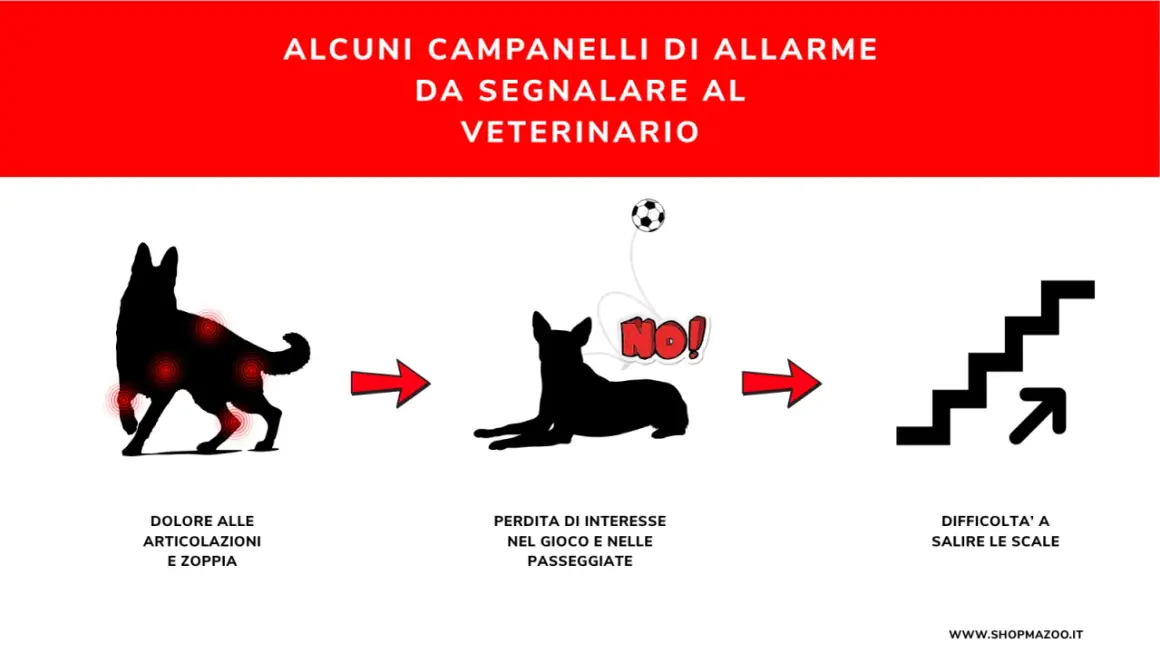 Segnali di **dolori articolari cane**: zoppia, disinteresse per il gioco e difficoltà a salire le scale. Consultare il veterinario.