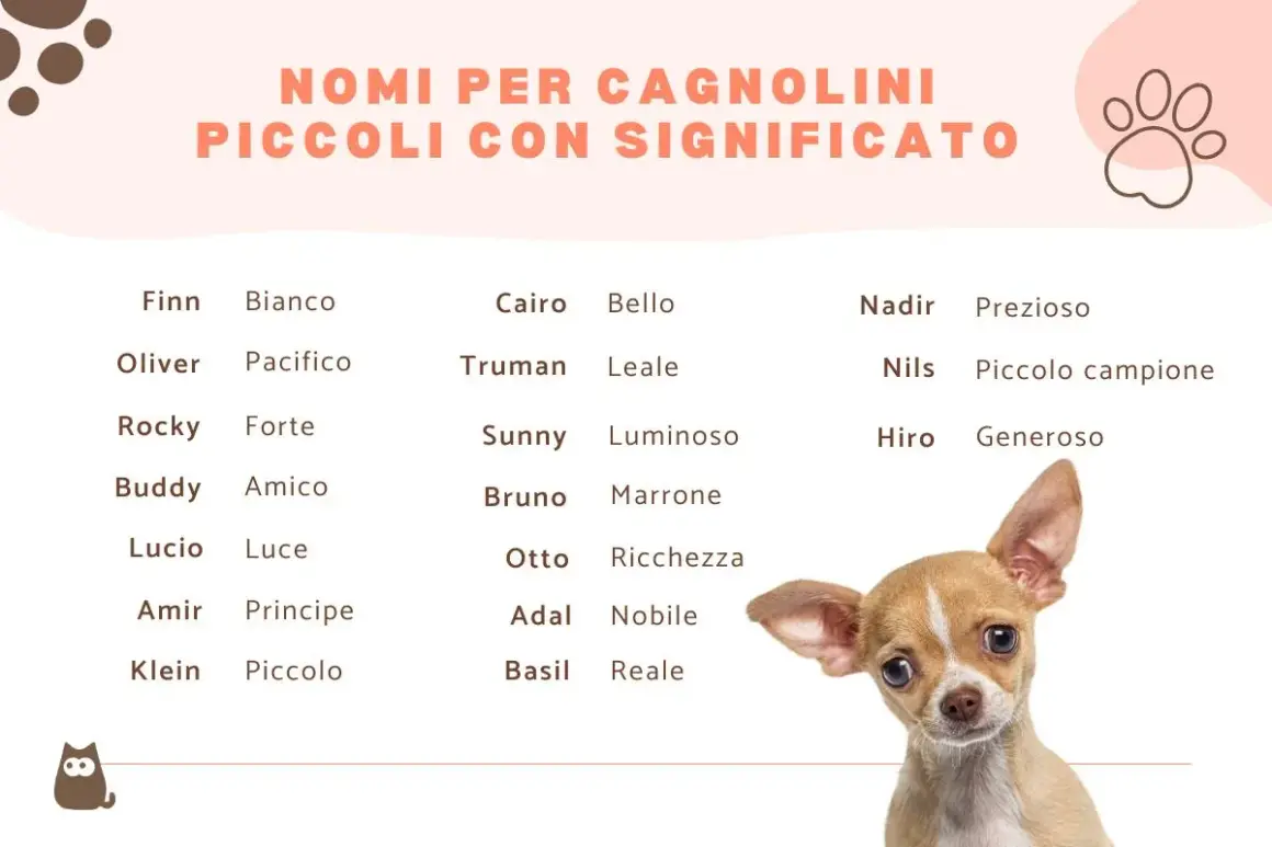 Lista di nomi per cani maschi con significato: Finn (Bianco), Oliver (Pacifico), Rocky (Forte), Buddy (Amico), Cairo (Bello), Truman (Leale), Sunny (Luminoso), Bruno (Marrone), Otto (Ricchezza), Nadir (Prezioso), Nils (Piccolo campione), Hiro (Generoso).