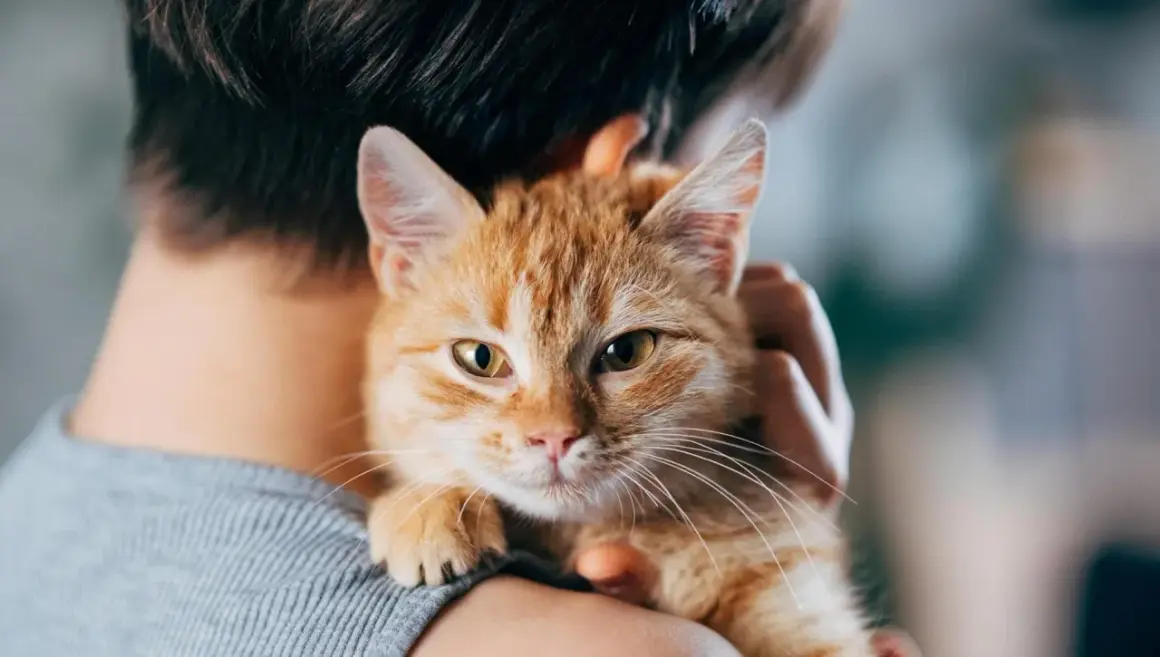 Un tenero gatto soriano arancione viene tenuto in braccio, con il suo musetto che guarda verso l'obiettivo.
