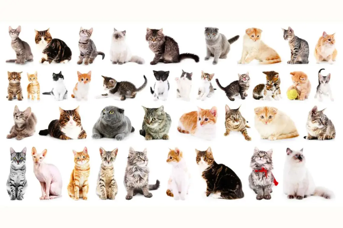 Una carrellata di gatti, da cuccioli a adulti, che copre tutte le razze di gatti dalla a alla z, in pose e colori diversi.