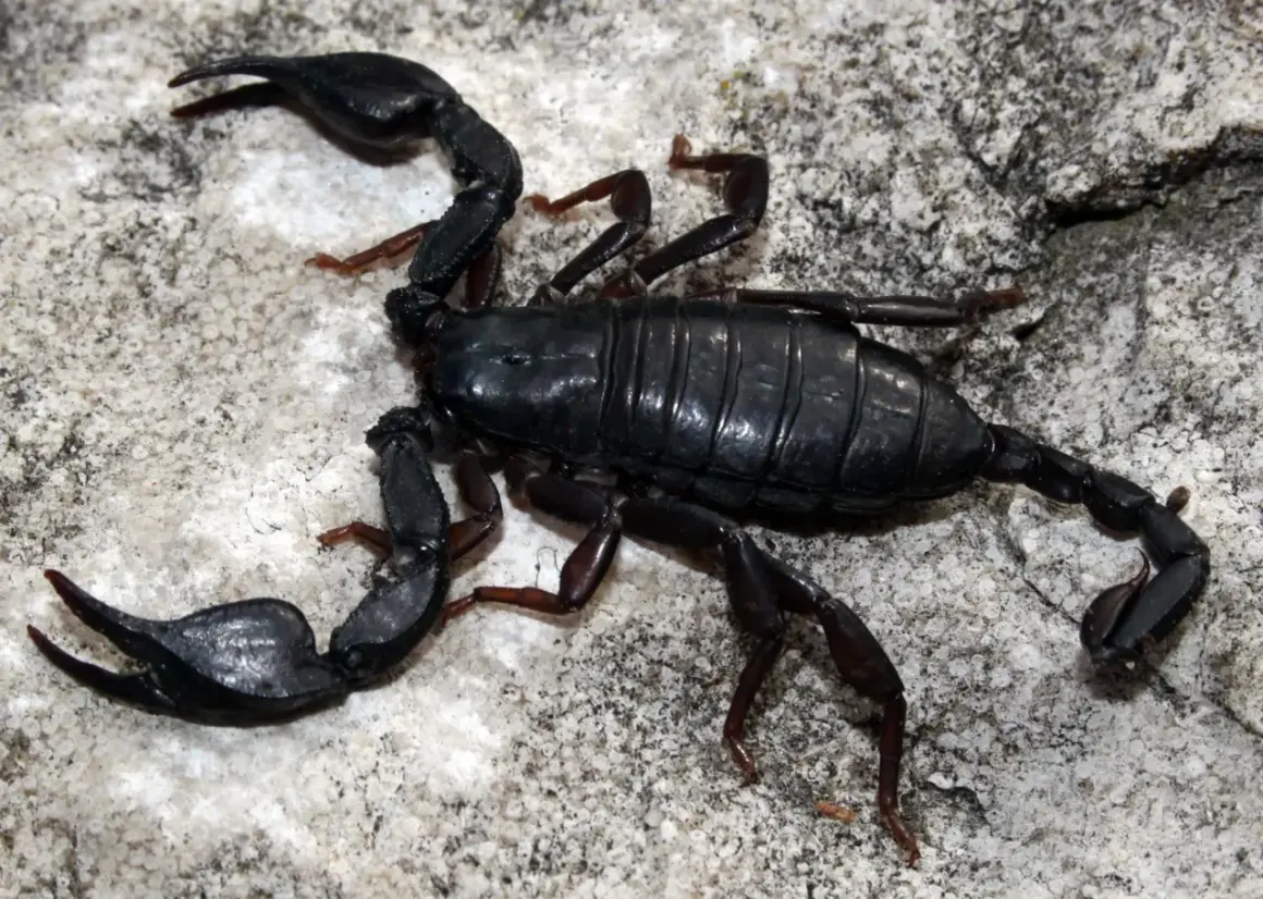 Scorpione nero, un insetto con chele e coda velenosa, si muove su una roccia.