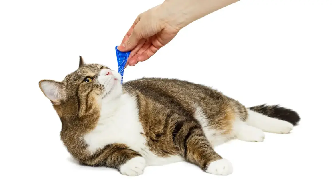 Mano applica prodotto antiparassitario, non veleno per gatti, sul pelo di un gatto tigrato sdraiato.