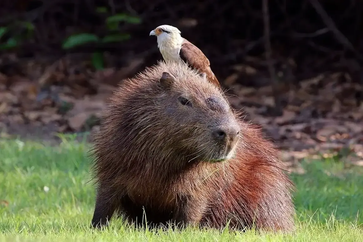 Capibara dove vive: un roditore gigante con un falco sulla testa, in un prato verde.
