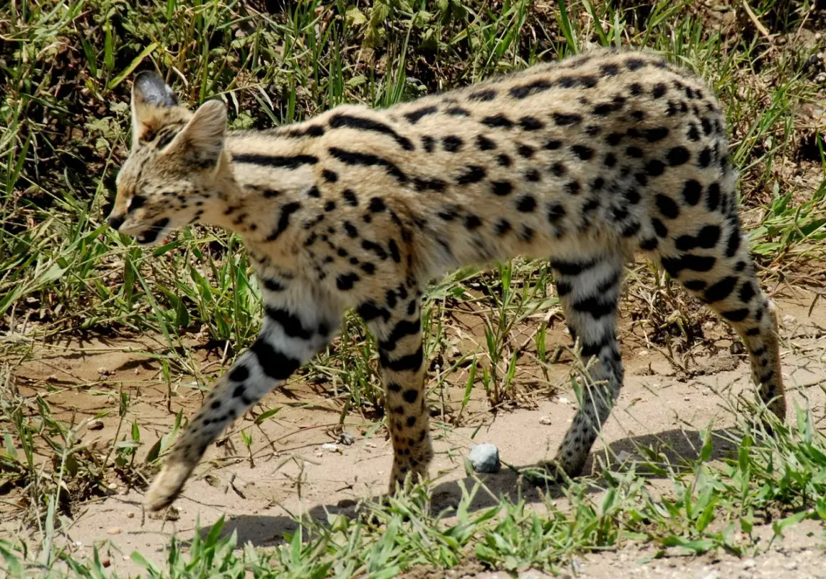 Un elegante serval gatto, con il suo mantello maculato e le zampe striate, cammina tra l'erba alta.