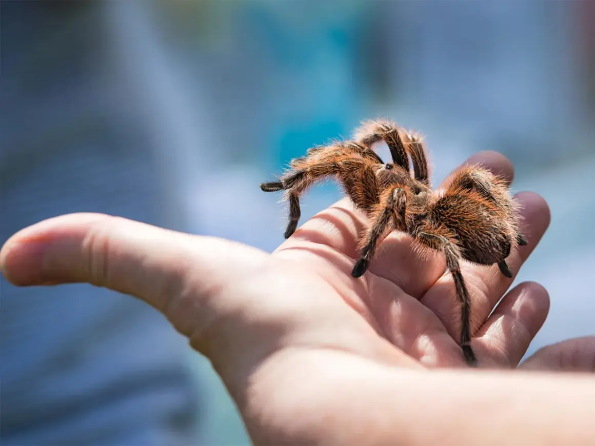 Una tarantola pelosa cammina su una mano aperta. Il suo morso, sebbene non sia un problema per questa specie, è un ricordo della natura selvaggia.