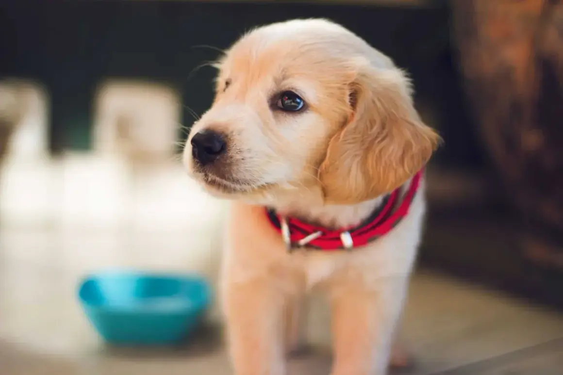Dolce cucciolo di Golden Retriever con collare rosso, guarda pensieroso verso l'esterno, vicino a una ciotola vuota. Il cane non beve, forse aspetta qualcosa.