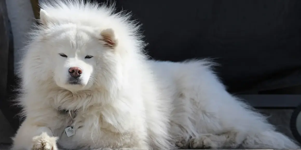 Un soffice cane bianco peloso riposa, con gli occhi socchiusi e un'espressione serena.