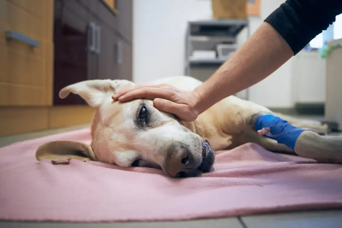 Un cane malato, con una zampa fasciata, riceve una carezza. La decisione su quanto costa sopprimere un cane è difficile.