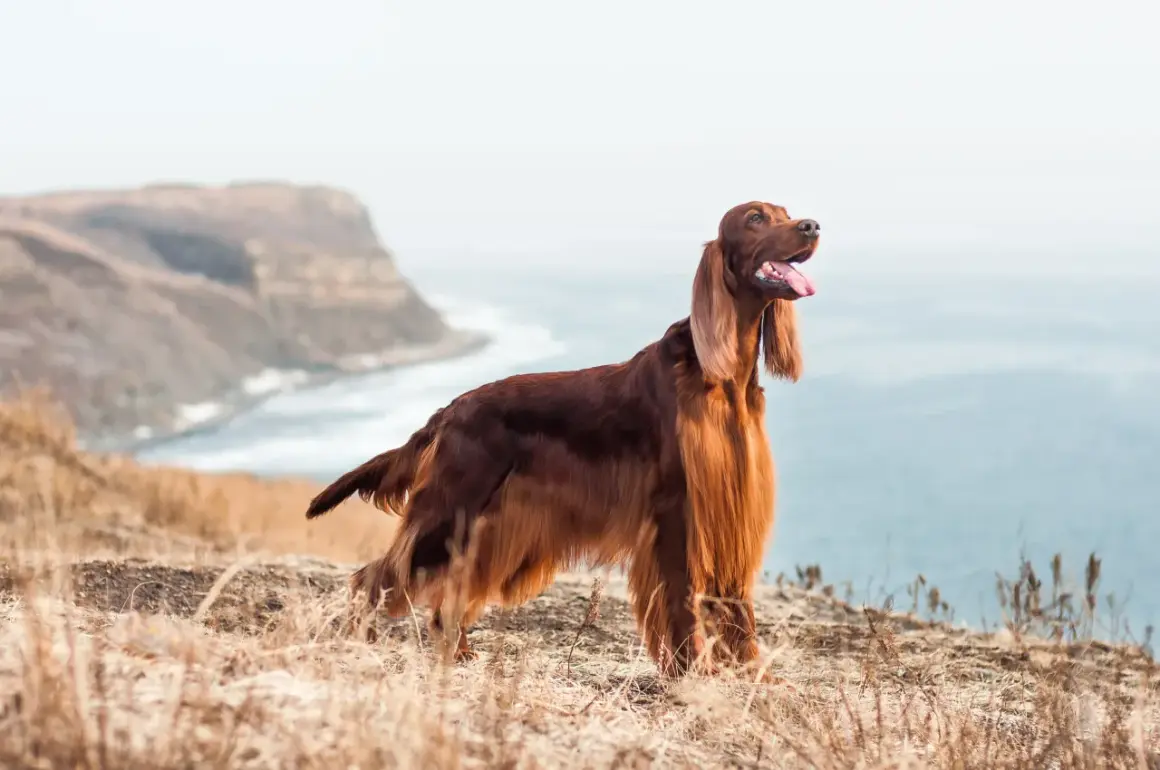 Splendido setter irlandese con folta pelliccia color mogano, in piedi su un promontorio erboso con il mare sullo sfondo.