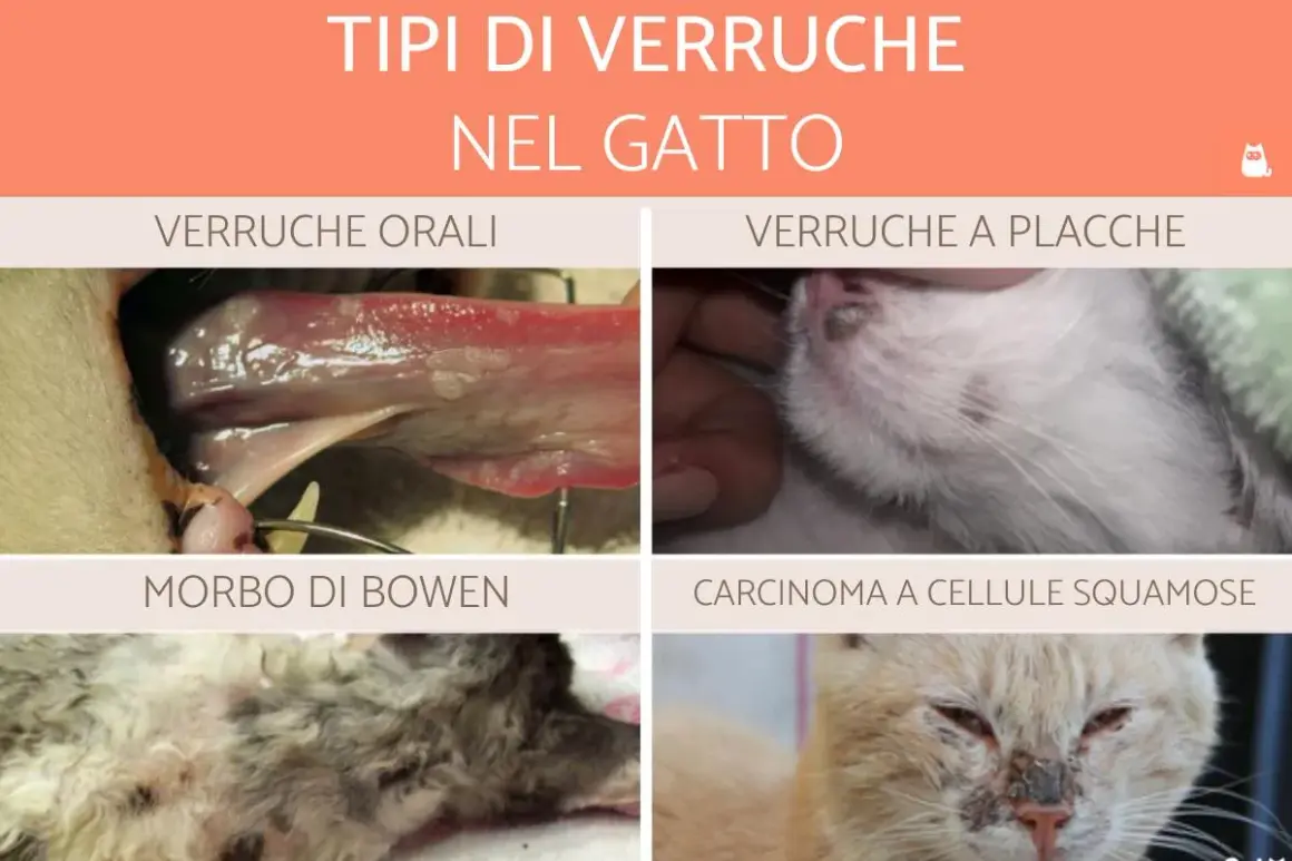 Tipi di verruca gatto: orali, a placche, Morbo di Bowen e carcinoma. Immagini mostrano diverse lesioni feline.