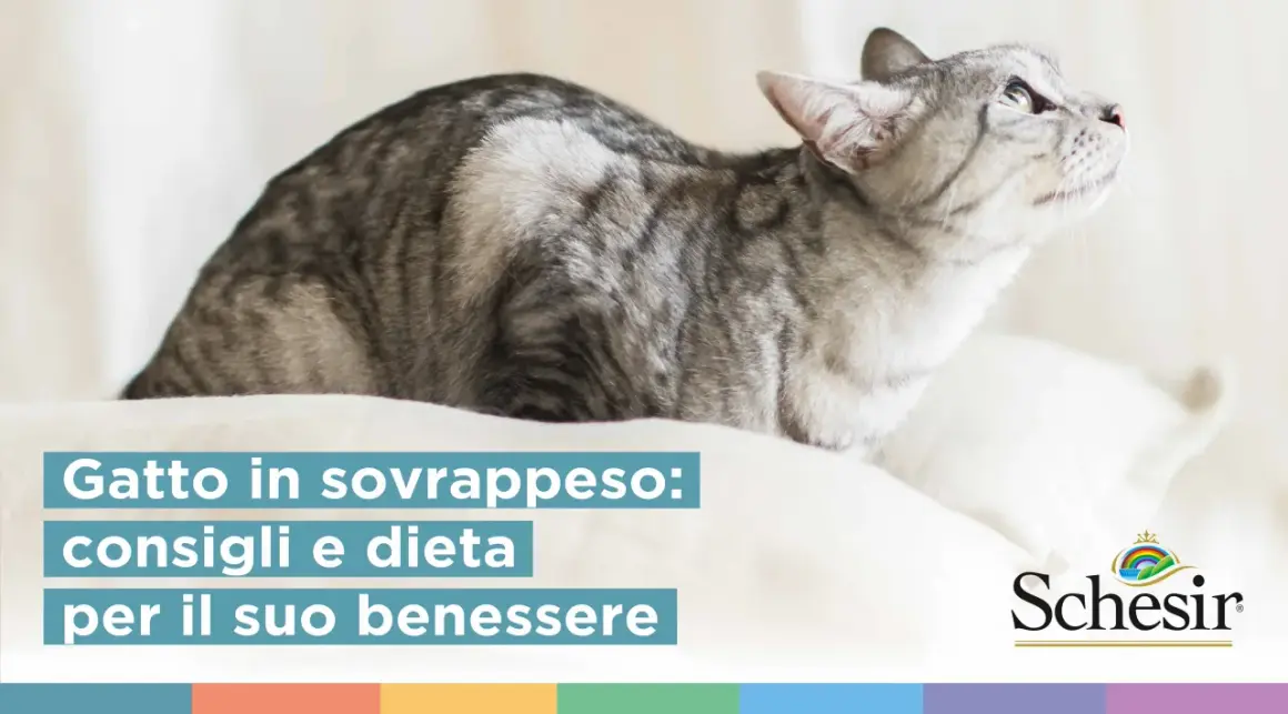 Gatto in sovrappeso: consigli e dieta per il suo benessere. Scopri come far dimagrire un gatto con la giusta alimentazione.