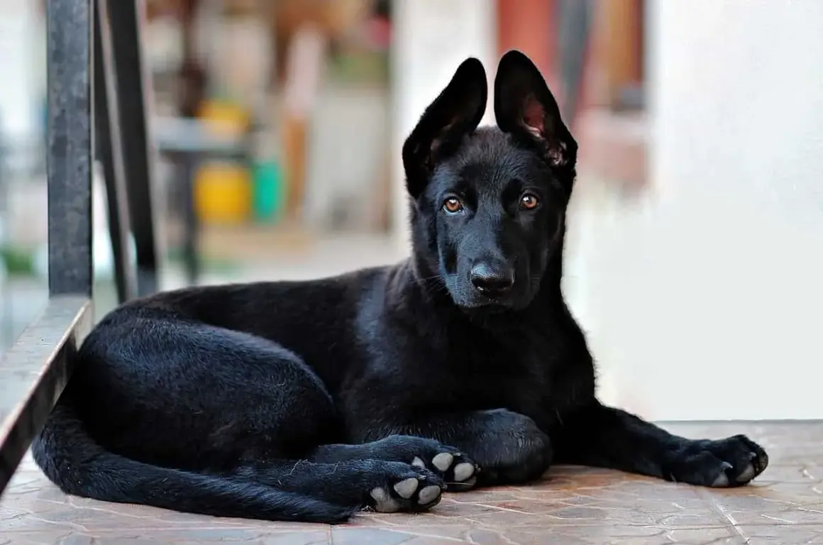 Un cucciolo di nero focato cane, con occhi ambrati e orecchie dritte, riposa su un pavimento piastrellato.