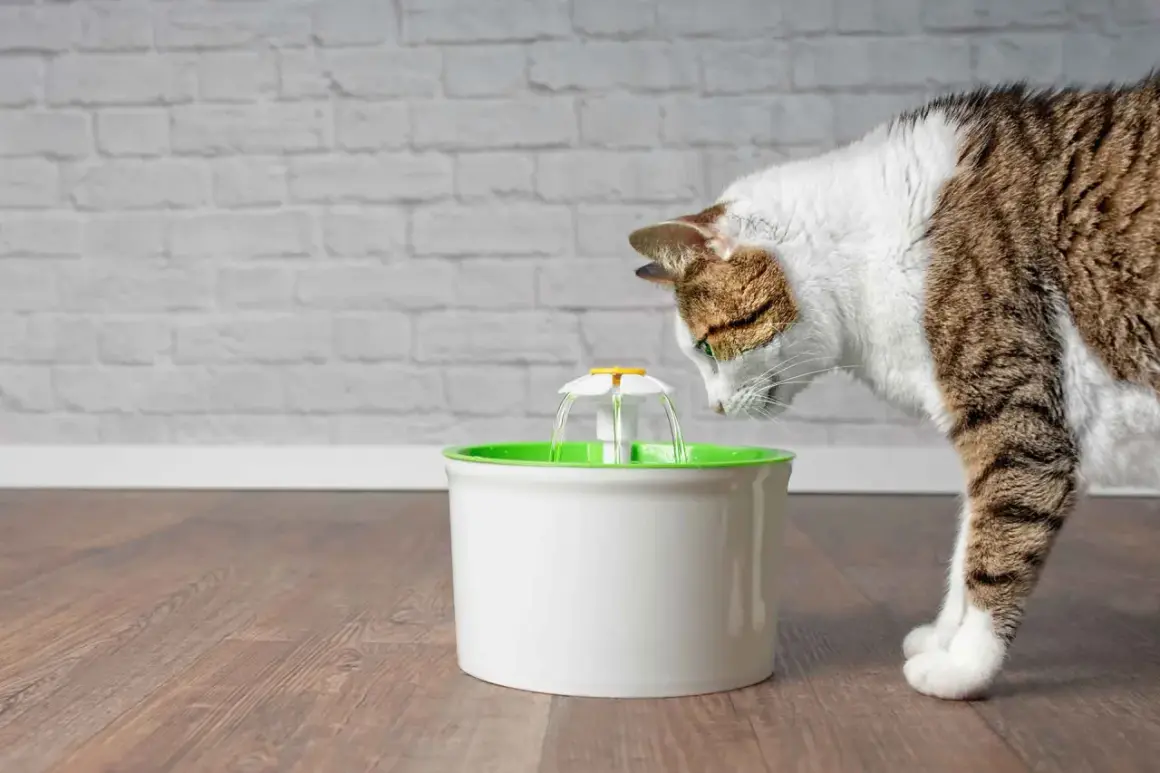 Gatto curioso beve da una fontanella per gatti. Valutiamo i pro e contro di questo accessorio per felini.