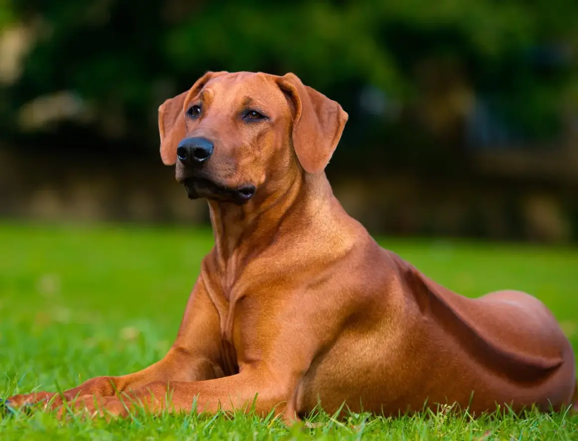 Rhodesian Ridgeback, un cane imponente, con la sua cresta distintiva, sembra vigile sull'erba. Nonostante la sua stazza, il suo sguardo è calmo, smentendo ogni idea di un Rhodesian Ridgeback pericoloso.