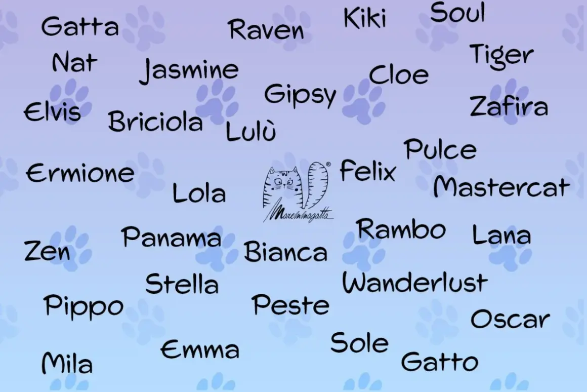 Un elenco di nomi per gatti, tra cui Gatta, Raven, Kiki, Soul, Jasmine, Elvis, Briciola, Lola, Felix, Rambo, Lana, Oscar e Gatto.