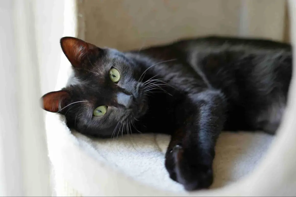 Gatto nero con occhi verdi sdraiato su una lettiera morbida, tra i vari tipi di lettiera per gatti, sceglie quella più comoda.