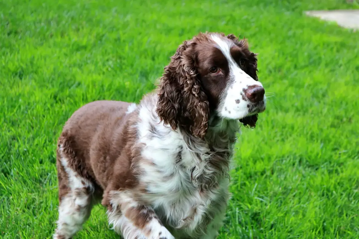 Un elegante springer spaniel marrone e bianco, con pelo ondulato, osserva attentamente su un prato verde brillante.