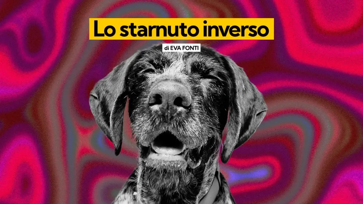 Un cane con espressione buffa, forse per uno starnuto inverso, su uno sfondo psichedelico rosa e viola.