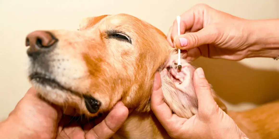 Pulizia delle orecchie di un cane per curare la rogna acari. Un cane dorato con un cotton fioc nell'orecchio.