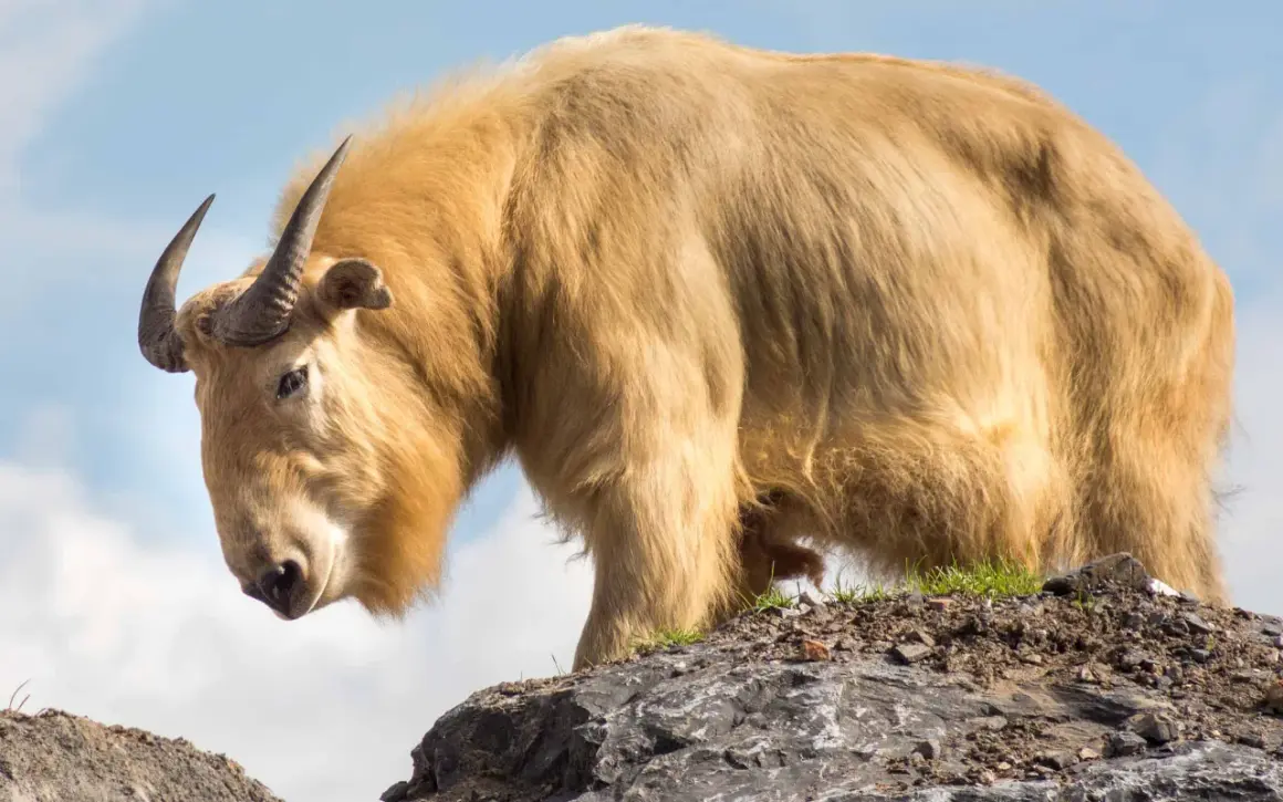 Un maestoso takin dorato, uno degli animali della Cina, si erge su una roccia con il cielo azzurro sullo sfondo.