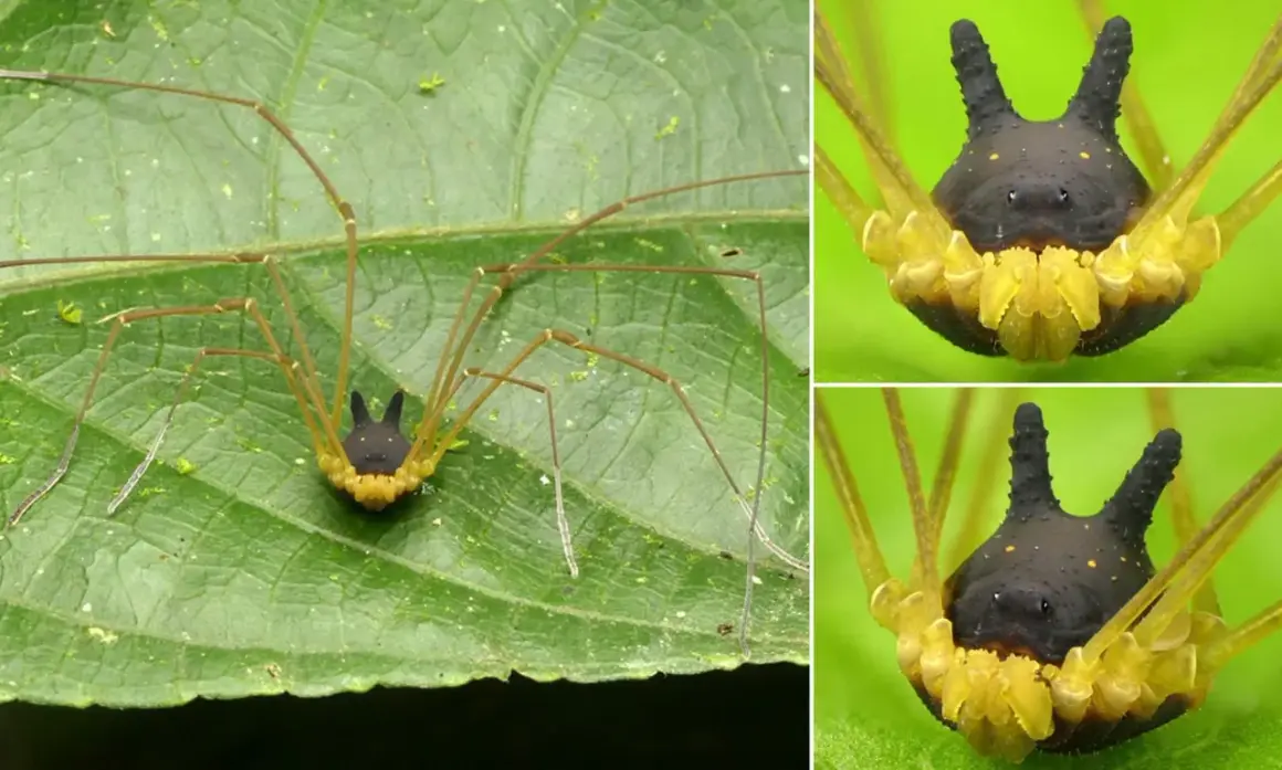 Un ragno Metagryne bicolumnata, con il suo corpo nero a forma di corno e zampe lunghe e sottili, riposa su una foglia verde.