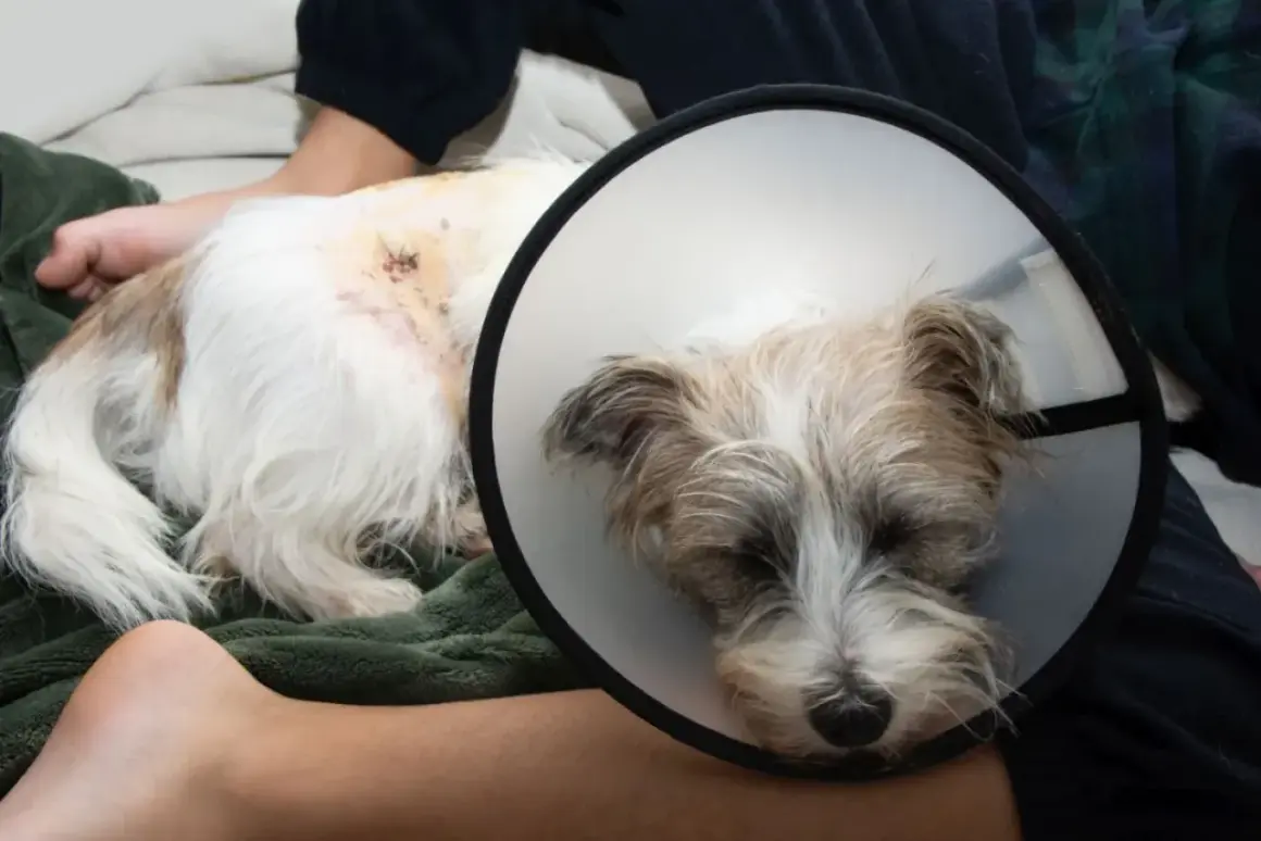 Cane con collare elisabettiano, ferita sul fianco, forse un morso di cane. Riposa su una coperta verde.
