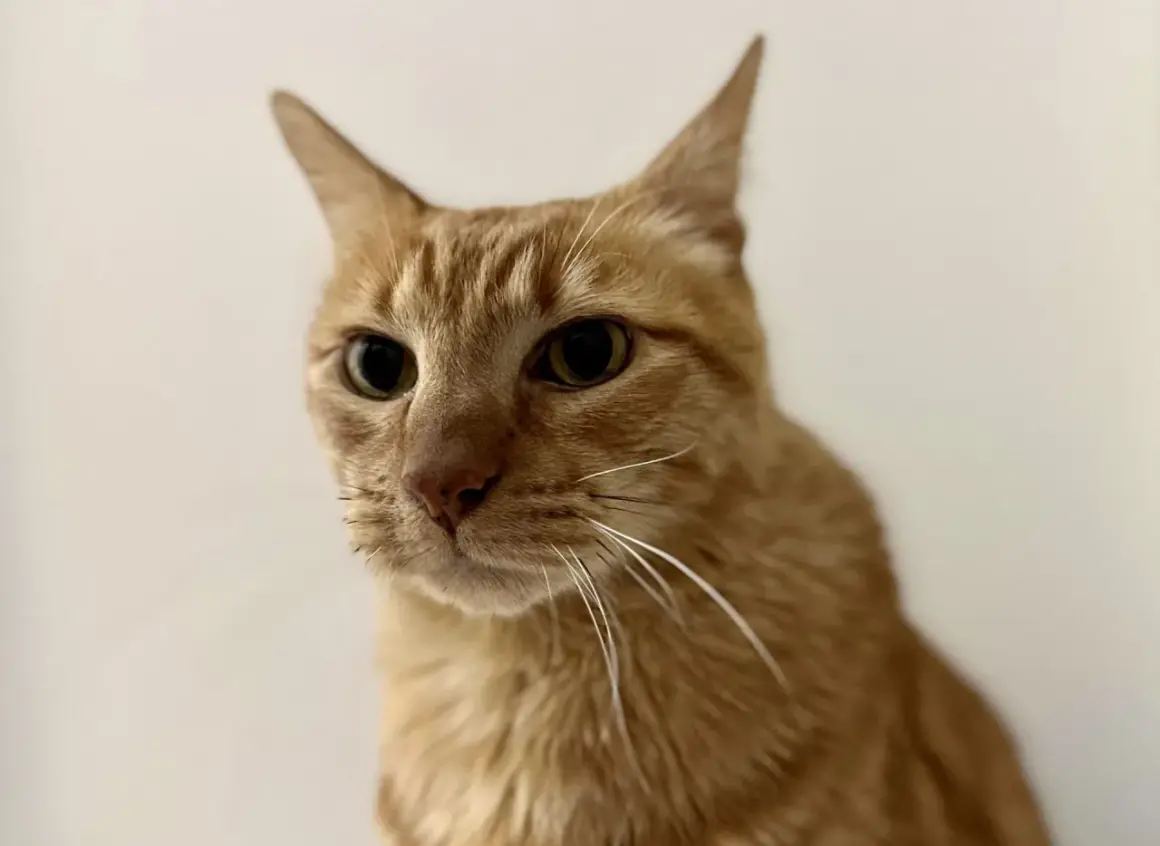 Gatto arancione con baffi lunghi, sguardo intenso. La sua età è un mistero, ma la saggezza traspare dai suoi occhi.