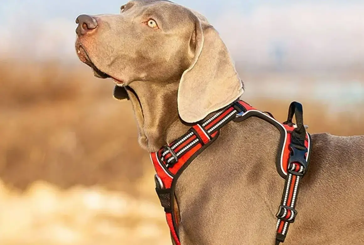 Cane Weimaraner con pettorina rossa, ideale per passeggiate sicure. Meglio collare o pettorina? La pettorina offre più comfort e controllo.