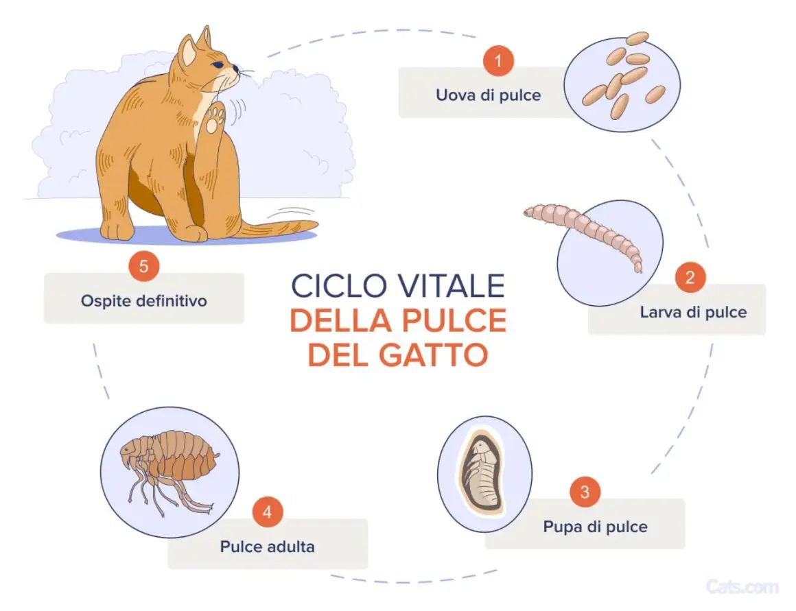 Il ciclo vitale della pulce del gatto: uova, larva, pupa, pulce adulta e ospite definitivo. Un gatto si gratta, vittima delle pulci.