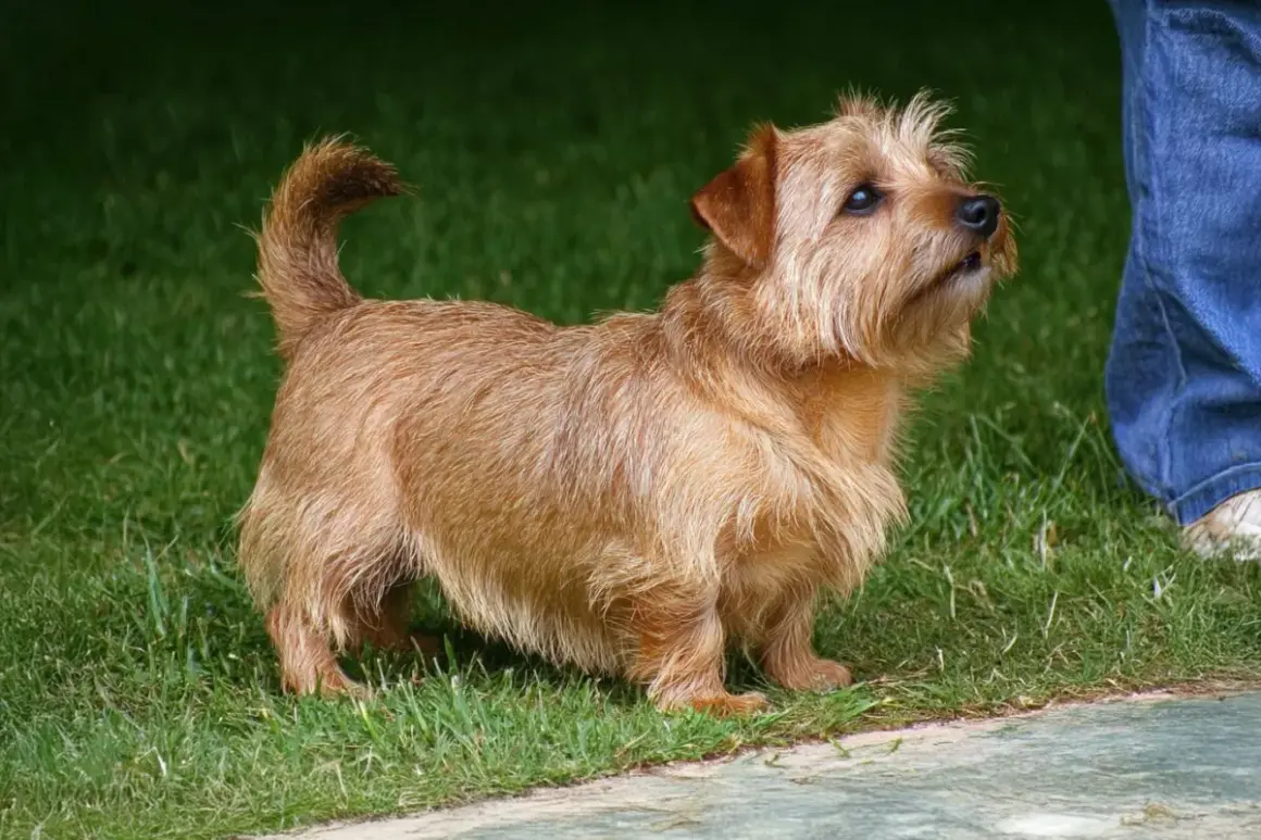 Un vivace norfolk terrier color miele, con la coda arricciata, guarda con attenzione il suo padrone in jeans.