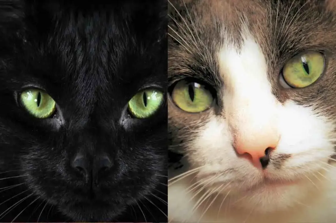 Occhi verdi brillanti di due gatti, uno nero e uno tigrato. Forse i gatti vedono in bianco e nero, ma i loro occhi sono pieni di vita.