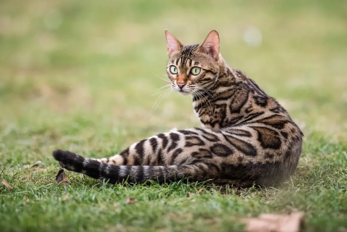 Gatto leopardato razza Bengal, con mantello maculato e occhi verdi brillanti, seduto sull'erba.