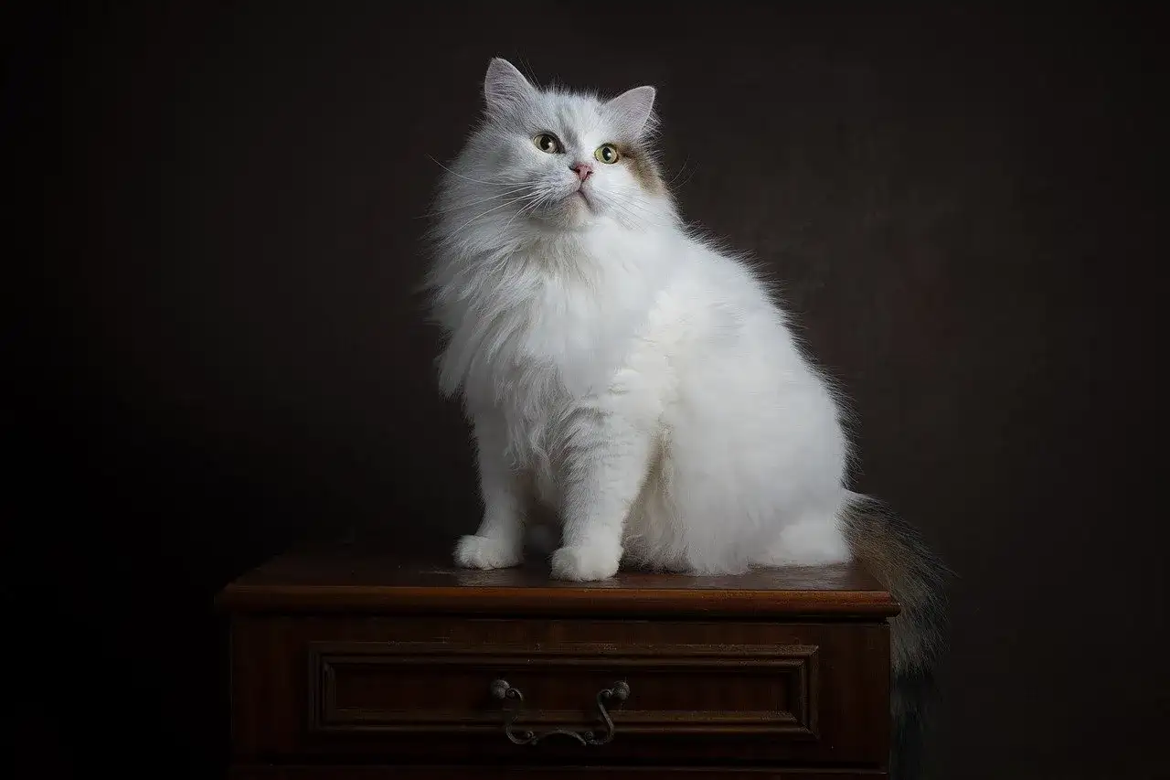 Gatto siberiano - carattere, cure, salute e costi