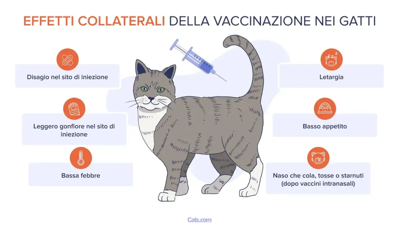 Reazioni vaccino gatto - Cosa fare e quando preoccuparsi?