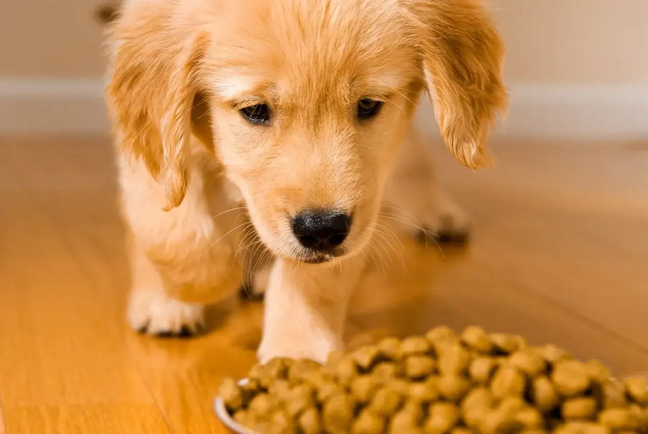 Retriever dorato - carattere, cure e scelta del cucciolo