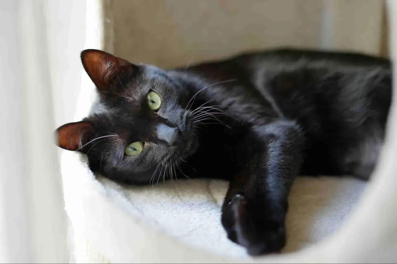 Lettiera per gatti: quale scegliere per odori e pulizia?