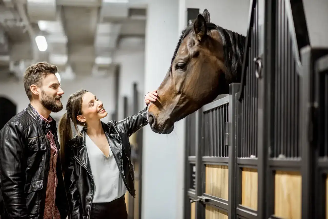 Quanto costa un cavallo in Italia? Prezzo e mantenimento