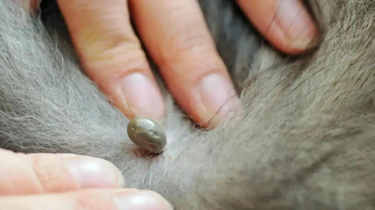 Rimuovere zecca cane - La guida definitiva, passo dopo passo