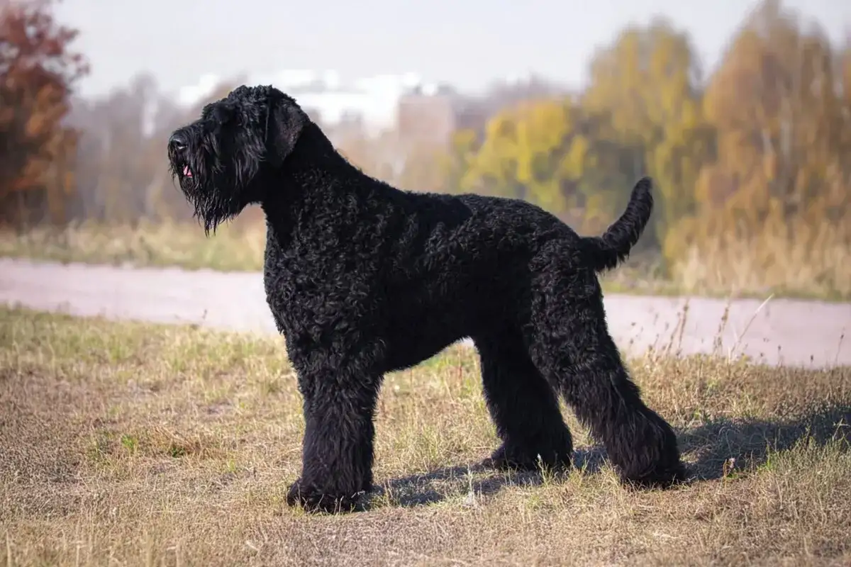 Terrier Nero Russo - Guida completa alla razza