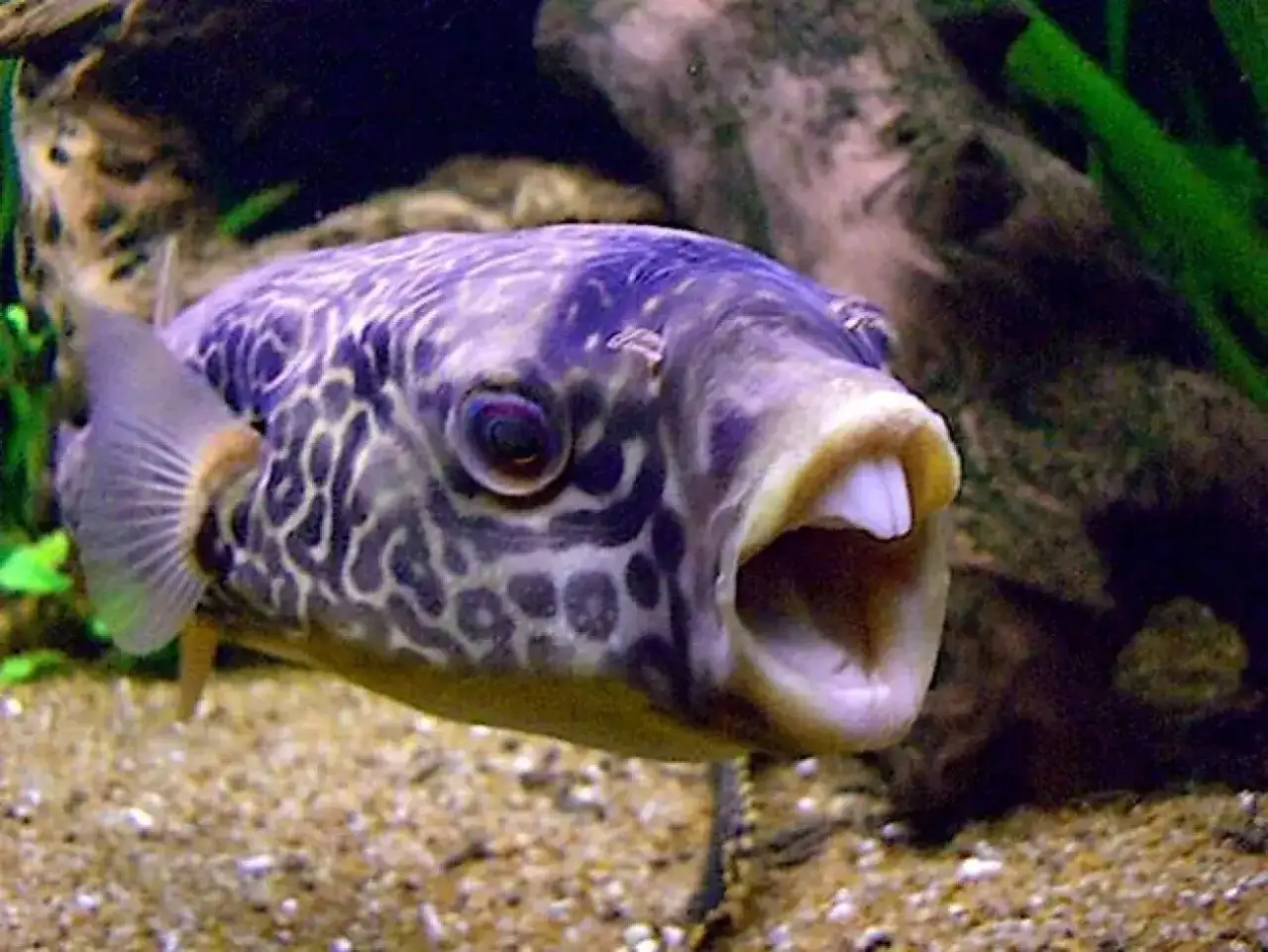 Pesce palla in acquario - specie, cure ed errori da evitare