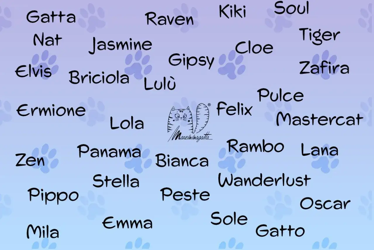 Nomi per Gatti - Scegli quello perfetto: Guida pratica
