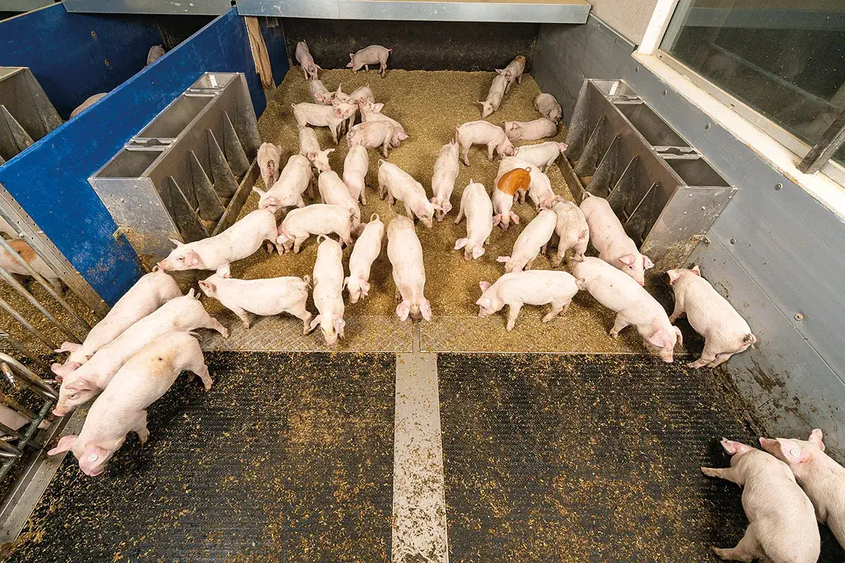 Un gruppo di maiali maschi rosa, alcuni con etichette auricolari, si muove in un recinto con mangiatoie e lettiera di paglia.