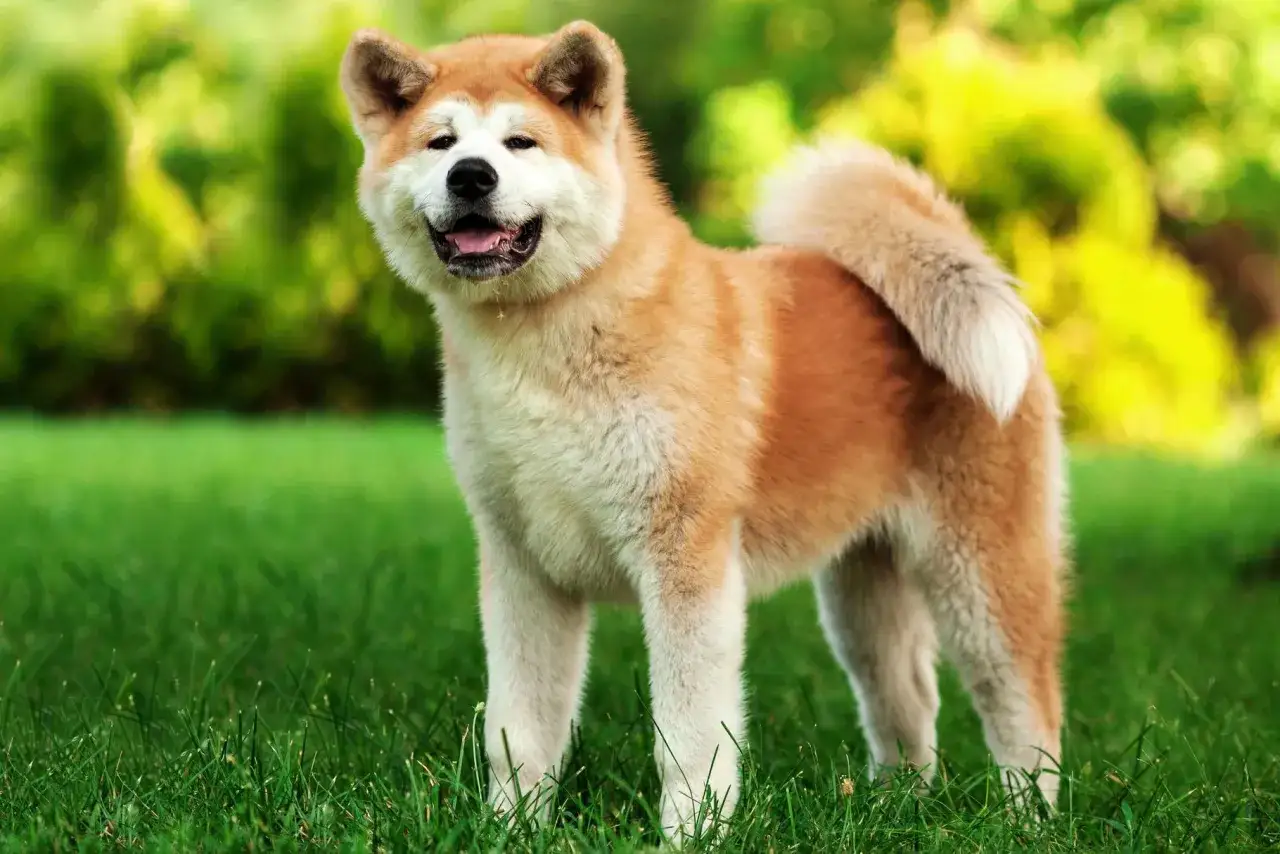 Un maestoso akita americano gigante, con il pelo fulvo e bianco, posa fiero sull'erba verde, la coda arricciata e un sorriso che conquista.