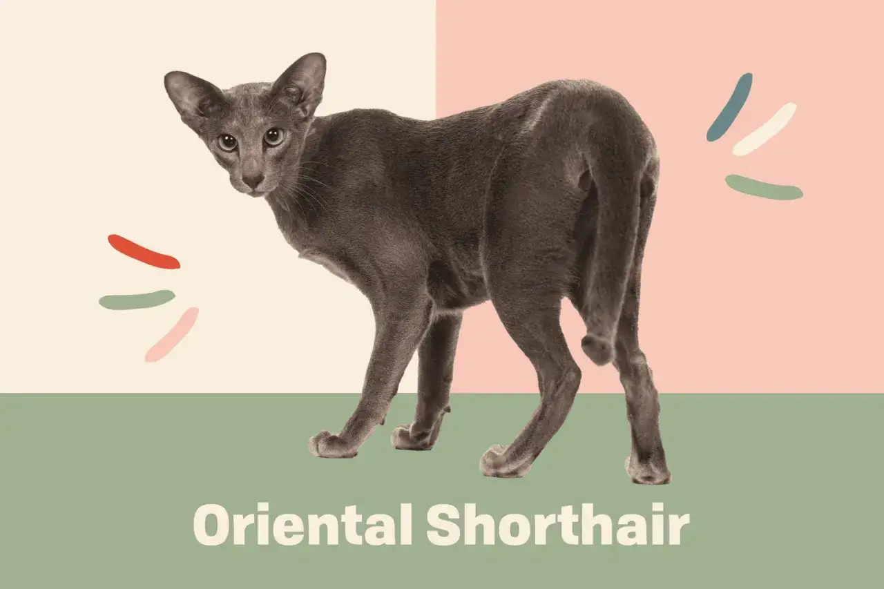 Un elegante gatto orientale, con occhi verdi penetranti, posa su uno sfondo colorato.