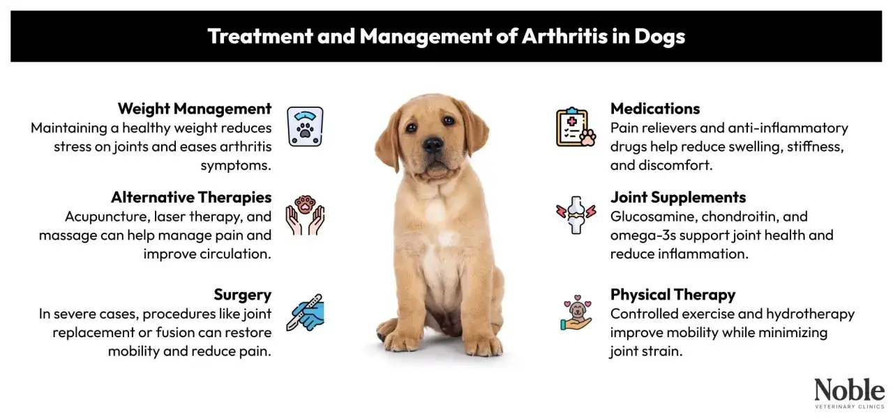 Cucciolo di Labrador con opzioni di trattamento per dolori articolari cane: gestione peso, terapie alternative, farmaci, integratori e fisioterapia.