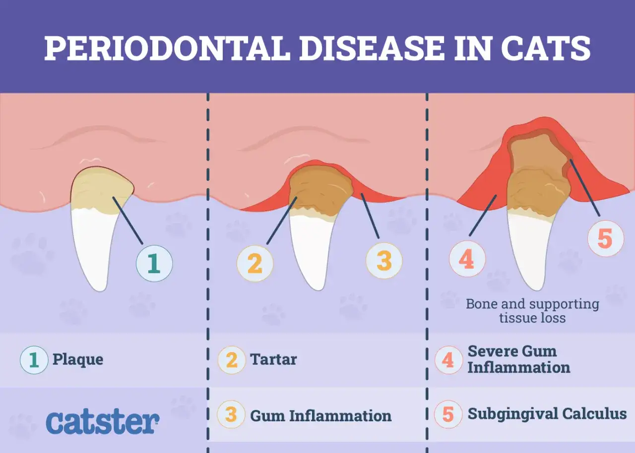 Illustrazione delle fasi della malattia parodontale nei gatti, mostrando l'accumulo di placca e tartaro sui denti e l'infiammazione delle gengive.