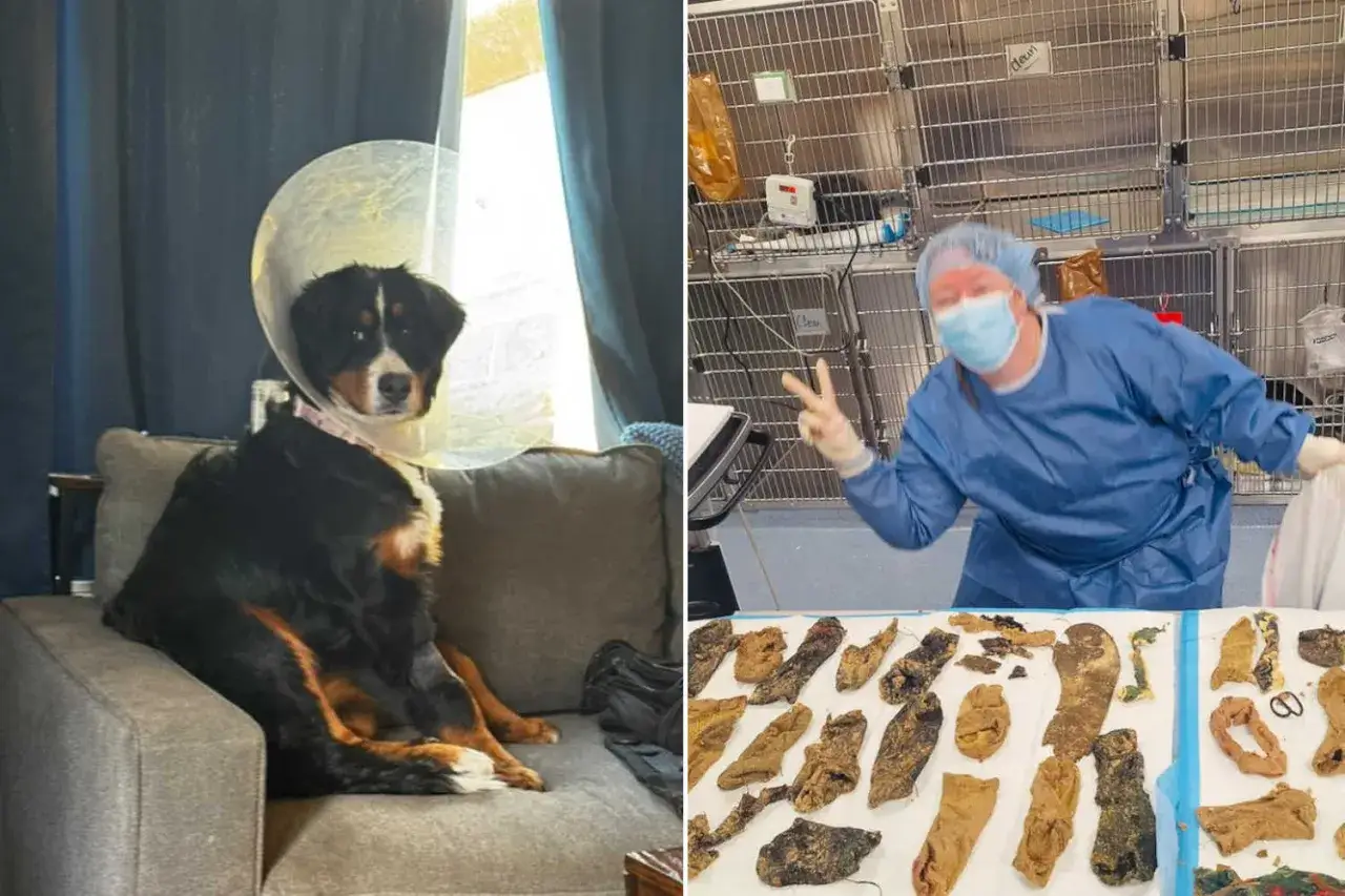 Cane con collare elisabettiano e una persona in camice chirurgico con una collezione di calzini, prova di pica cane.