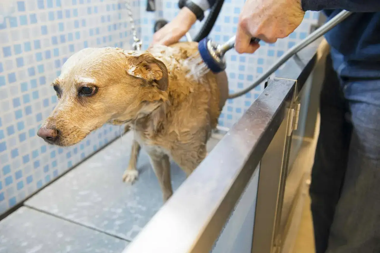 Un cane bagnato viene lavato con una doccetta. Potrebbe essere un metodo per capire come curare la rogna del cane con metodi naturali.